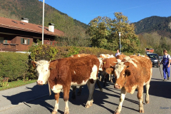 Kuh-Tegernsee-Kühe-Rottach-Egern-Almabtrieb Kuh-Tegernsee-Kühe-Rottach-Egern-Almabtrieb