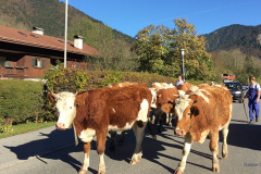 Kuh-Tegernsee-Kühe-Rottach-Egern-Almabtrieb