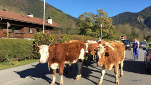 Kuh Tegernsee Kühe Rottach Egern Almabtrieb