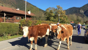 Kuh Tegernsee Kühe Rottach Egern Almabtrieb Kuhglocke